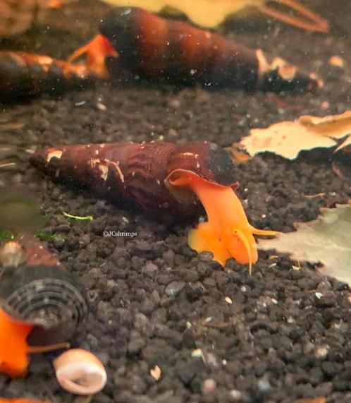 Tylomelania Golden slak | Rabbit snail - slakken, Dieren en Toebehoren, Vissen | Aquariumvissen, Zoetwatervis, Slak of Weekdier