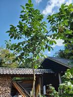 notenboom, Tuin en Terras, Ophalen, Volle zon, Overige soorten, 250 tot 400 cm