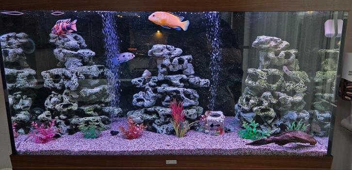 Juwel Rio 350 inclusief vissen, pompen en toebehoren, Dieren en Toebehoren, Vissen | Aquariumvissen, Zoetwatervis, Vis