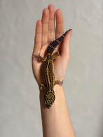 Black night luipaardgekko vrouw, Hagedis, Tam, 0 tot 2 jaar