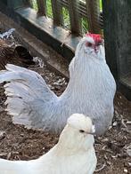 4 Watermaalse baardkriel haantjes van dit jaar, Dieren en Toebehoren, Pluimvee, Mannelijk, Kip