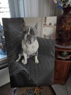 Buldog schilderij 60 x 40, Ophalen of Verzenden, Zo goed als nieuw, Schilderij