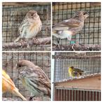 4 kanarie vogels, Meerdere dieren, Kleurkanarie