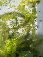 6 guppen: volwassen man & vrouw, Dieren en Toebehoren, Vis, Zoetwatervis