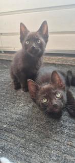 Kittens, Dieren en Toebehoren, Katten en Kittens | Overige Katten
