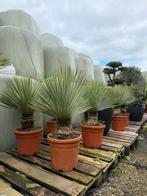Yucca rostrata’s op stam direct leverbaar, Tuin en Terras, Verzenden, Overige soorten, Volle zon
