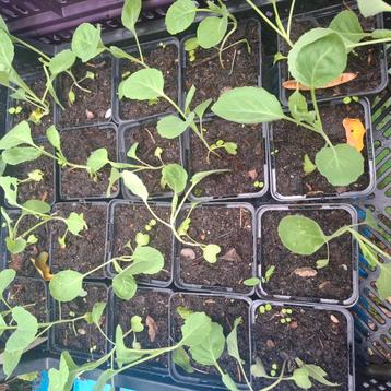 Spitskool en Palmkool planten beschikbaar voor biedingen