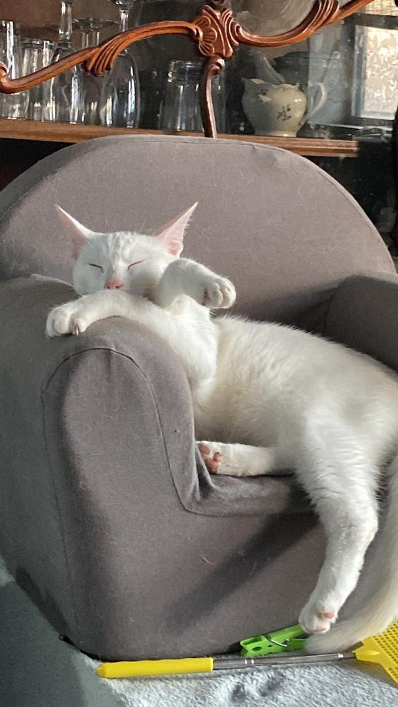 Witte kater, Dieren en Toebehoren, Katten en Kittens | Raskatten | Langhaar, Kater, 3 tot 5 jaar, Gechipt, Ontwormd, Ingeënt