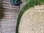 20 meter japanse hulst haagplantjes (ca. 30cm hoog)., Tuin en Terras, Planten | Struiken en Hagen, Ophalen, Hulst, Haag, Minder dan 100 cm
