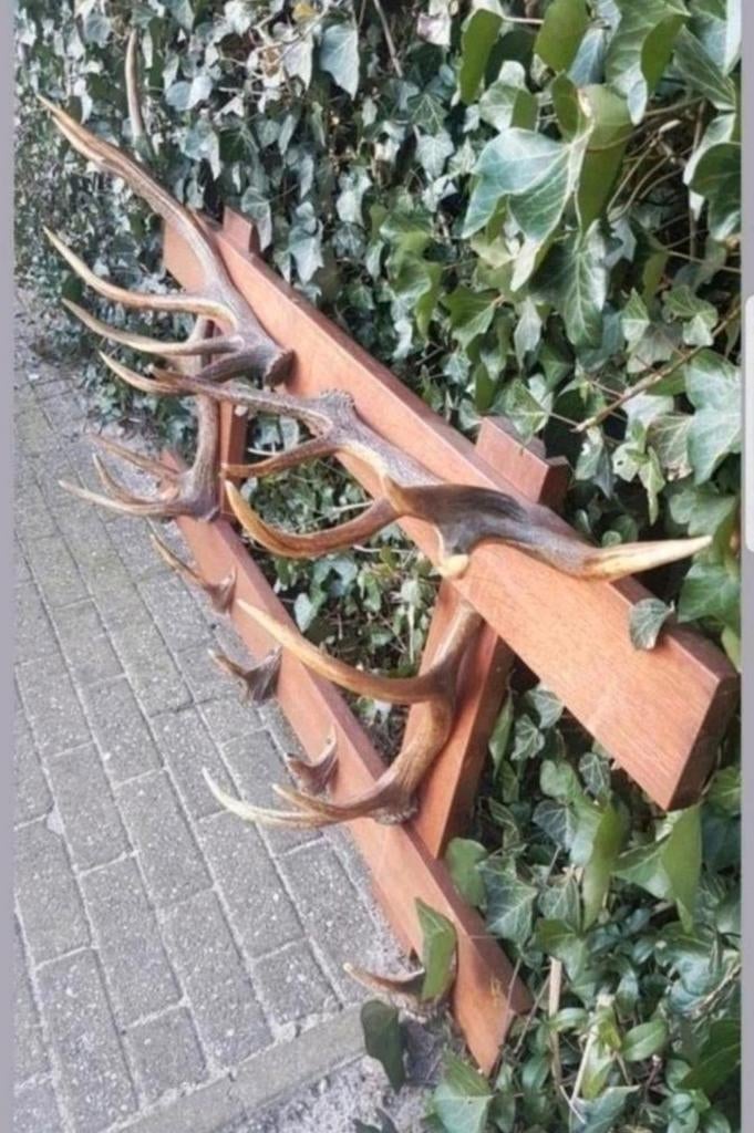 Onwijs toffe antieke gewei geweien kapstok hert herten vinta, Ophalen, Zo goed als nieuw, Hert, Gewei of Kop