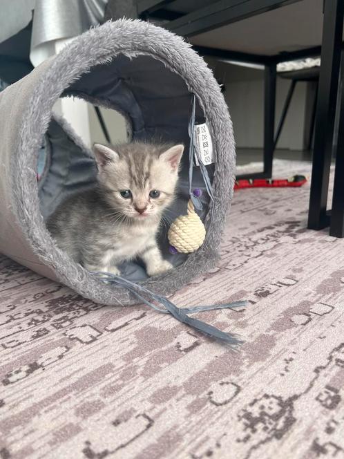 Britse korthaar kittens, Dieren en Toebehoren, Katten en Kittens | Raskatten | Korthaar, Meerdere dieren, Ontwormd