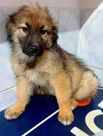 PRACHTIG PUPJE HAZEL OPZOEK NAAR WARMTE EN LIEFDE, Particulier, 15 weken tot 1 jaar, Buitenland, Teef