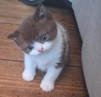 Britse Korthaar Kitten – Bi-color Chocolat/Wit met Stamboom, Dieren en Toebehoren, Katten en Kittens | Raskatten | Korthaar, Kater