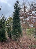 conifeer, Ophalen, Conifeer, 250 cm of meer