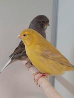 Diverse kleuren kanaries, Dieren en Toebehoren, Vogels | Kanaries, Meerdere dieren, Kleurkanarie