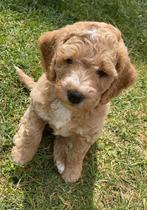 Abrikooskleurige labradoodle pups kleine medium, Dieren en Toebehoren, 8 tot 15 weken, CDV (hondenziekte), Meerdere, Nederland