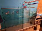 Twee mooie glazen vitrine kasten te koop, Ophalen, 100 tot 150 cm, Glas, 50 tot 100 cm