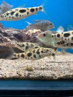 Leporinus Octomaculatus, Dieren en Toebehoren, Vissen | Aquariumvissen, Vis