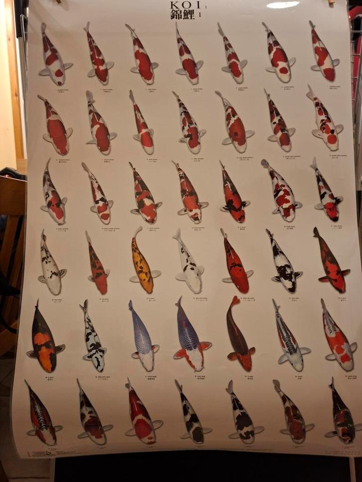 Koi Karper Poster, Huis en Inrichting, Woonaccessoires | Schilderijen, Tekeningen en Foto's, Nieuw, Foto of Poster, 75 cm of meer
