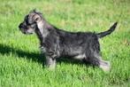 Dwergschnauzer pups te koop, Rabiës (hondsdolheid), 15 weken tot 1 jaar, Buitenland, Meerdere