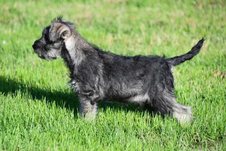 Dwergschnauzer pups te koop, Dieren en Toebehoren, Honden | Bulldogs, Pinschers en Molossers, Reu, Overige rassen, Fokker | Professioneel