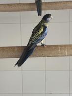 Brown rosella, Meerdere dieren, Parkiet