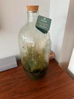 Fusion Green bottle garden terrarium ecosysteem pot, Huis en Inrichting, Kamerplanten, Ophalen, Halfschaduw, Minder dan 100 cm