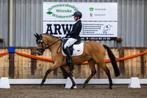 Mooie Z2 valk dressuur pony, Dieren en Toebehoren, Merrie, Z, Gechipt, Dressuurpony