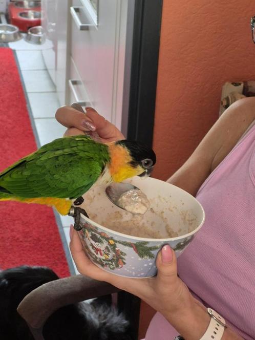 Caique  zwartkop 4 maanden geslacht onbekend, Dieren en Toebehoren, Vogels | Parkieten en Papegaaien, Papegaai, Geslacht onbekend
