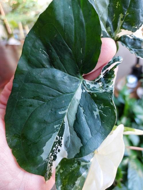 Syngonium Imperial White, Huis en Inrichting, Kamerplanten, Overige soorten, Minder dan 100 cm, Ophalen of Verzenden