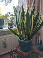 Sanceferia zonder pot, Ophalen, Overige soorten, Minder dan 100 cm