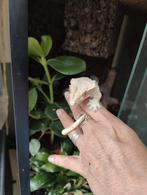 Te koop mannetjes wimpergekko incl 2 terariums, Dieren en Toebehoren, Reptielen en Amfibieën, Hagedis, Met terrarium, 3 tot 6 jaar