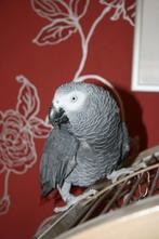 papegaai, Geslacht onbekend, Papegaai, Pratend