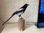 Nieuwe Opgezette Ekster Top Conditie Zéér Mooi Taxidermie., Verzamelen, Dierenverzamelingen, Nieuw, Opgezet dier, Vogel, Ophalen of Verzenden