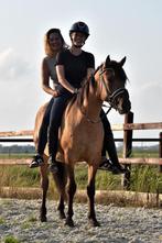 ## FANTASTISCHE & mega brave Fjord x New Forest ruin ##, Dieren en Toebehoren, Pony's, Ruin, E pony (1.48m - 1.57m), Gechipt, 3 tot 6 jaar