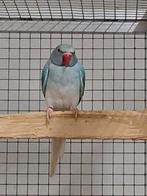 Halsbandparkiet blauw opaline wtkwtst pop '25, Dieren en Toebehoren, Vogels | Parkieten en Papegaaien, Vrouwelijk, Parkiet, Geringd