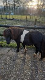 plekje op zelfzorg weide vrij, Dieren en Toebehoren, Stalling en Weidegang, Stalling