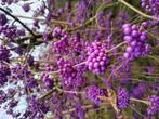 Calicarpa bloeiende Takken, Tuin en Terras, Ophalen, Zomer, Overige soorten, Volle zon