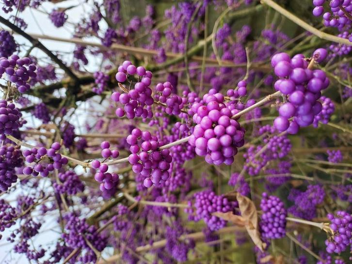 Calicarpa bloeiende Takken, Tuin en Terras, Planten | Tuinplanten, Overige soorten, Volle zon, Zomer, Ophalen