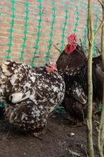 Orpingtons groot choco wit gepareld broedeieren, Geslacht onbekend, Kip