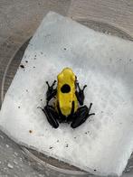 Dendrobates tinctorius ‘Citronella’ – jonge vrouw, Dieren en Toebehoren, Reptielen en Amfibieën, Amfibie, 0 tot 2 jaar