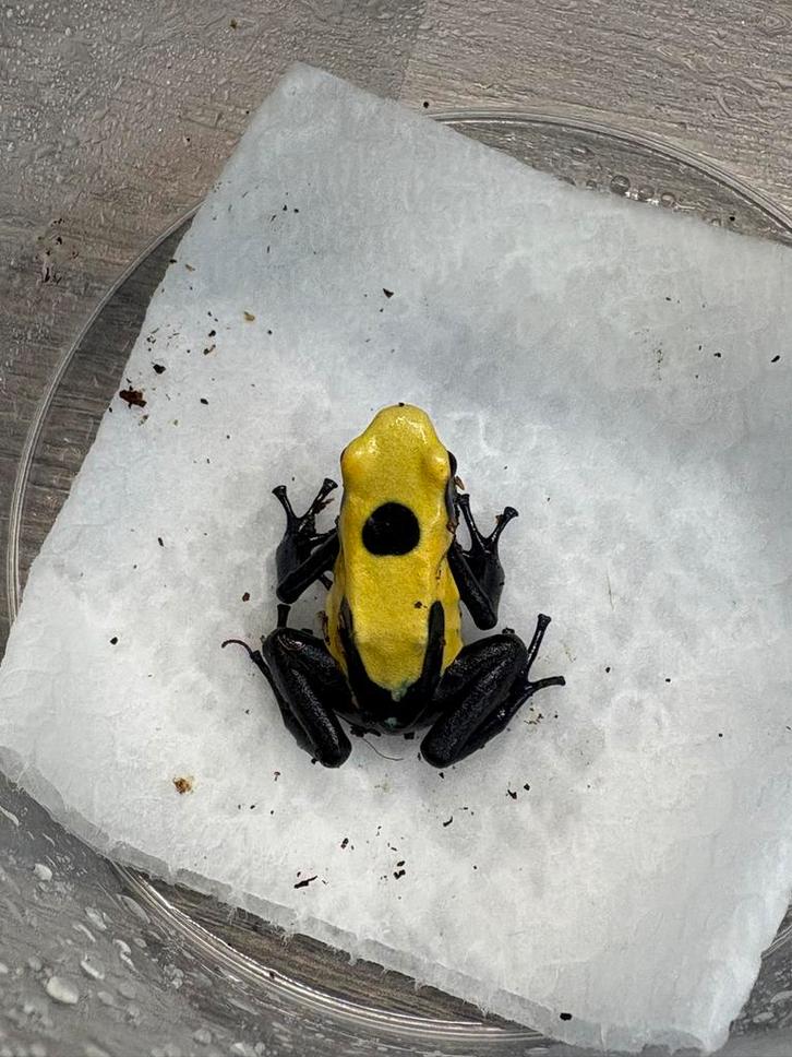 Dendrobates tinctorius ‘Citronella’ – jonge vrouw, Dieren en Toebehoren, Reptielen en Amfibieën, Amfibie, 0 tot 2 jaar