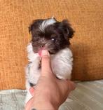 🩵🐶 Malchi pomeriaan boomer pup reutje Spikkel 🐶🩵, CDV (hondenziekte), 8 tot 15 weken, Eén hond, Nederland