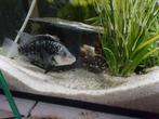 Nandopsis Haitiensis Cichliden, Dieren en Toebehoren, Vis, Zoetwatervis