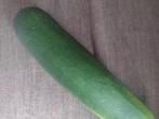 Gratis courgettes ophalen Harlingen, Ophalen