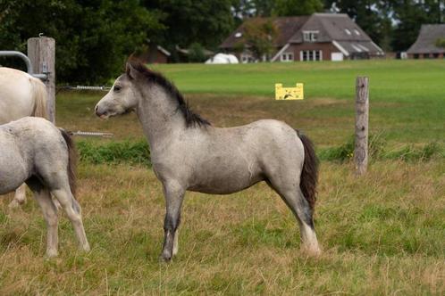 Te koop: Goed bewegend hengstveulen Welsh A., Dieren en Toebehoren, Pony's, Hengst, B, B pony (1.17m tot 1.27m), Recreatiepony
