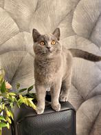 Brits / Britse Korthaar, raszuiver, volledig gevaccineerd,, Dieren en Toebehoren, Katten en Kittens | Raskatten | Korthaar, Poes
