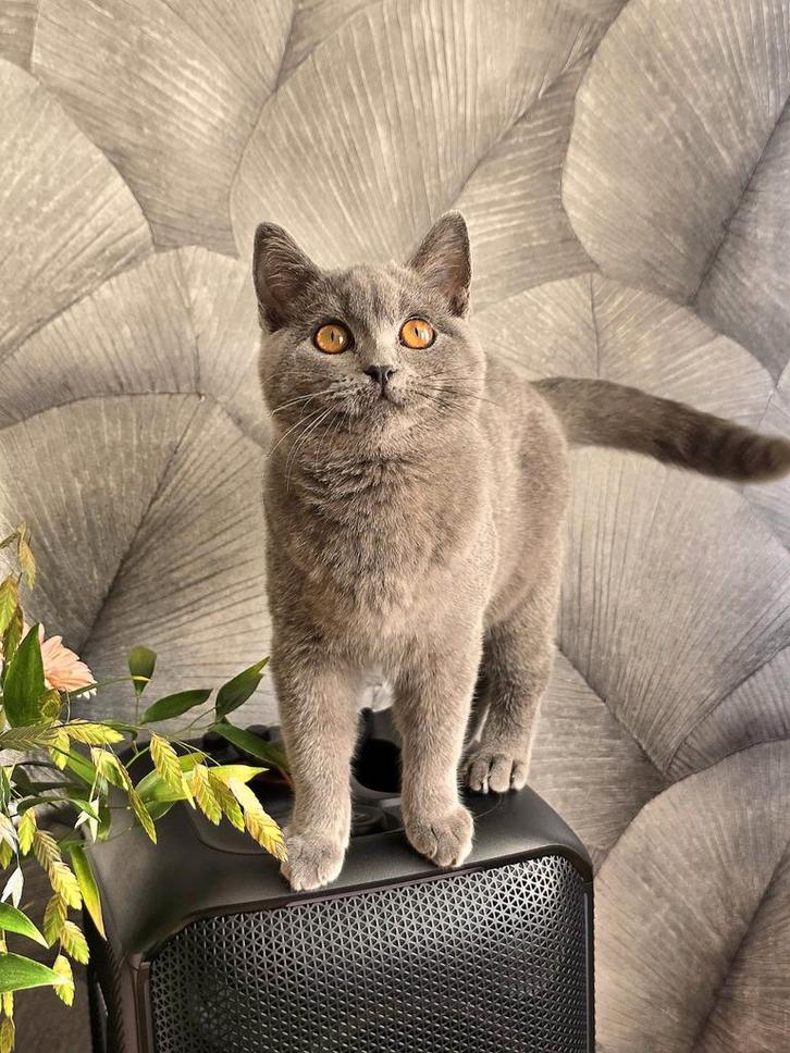 Brits / Britse Korthaar, raszuiver, volledig gevaccineerd,, Dieren en Toebehoren, Katten en Kittens | Raskatten | Korthaar, Poes