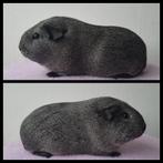 Zilveragouti cavia zeugje, Dieren en Toebehoren, Knaagdieren, Cavia, Juni, Vrouwelijk, Tam
