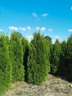 Mooie volle coniferen, Thuja occidentalis Smaragd, Ophalen, Conifeer, 100 tot 250 cm
